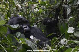 Image result for Brazzeia longipedicellata