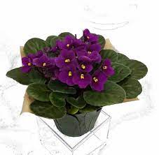 Purple African Violet With Seasonal Pot Cover Approximate Delivery Is 2 6 Days 4 Inch Pot Kroger