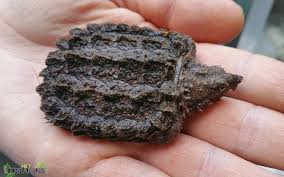 They are the largest freshwater turtles in north america and are characterized by three large, pronounced ridges, or keels, that run from the front to the back of the carapace. Macrochelys Temminckii Alligator Snapping Turtle Care Info Chelonians Het Terrarium