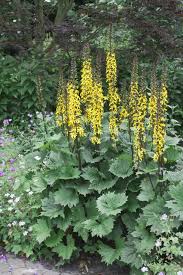 Image result for Vernonia stenocephala