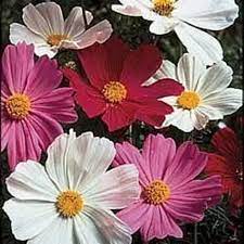 100 Heirloom Cosmos Sensation Mix Seeds Etsy In 2021 Cosmos Flowers Flower Seeds Plants