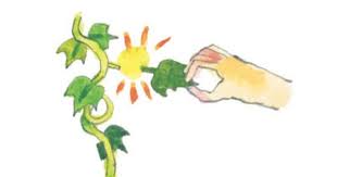 龍鬚菜 佛手瓜栽培 捻鬚 摘瓜 寫野菜日記 plants growing world map