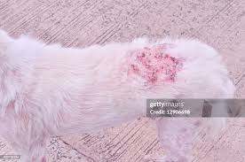 Image result for scabies dogs detail
