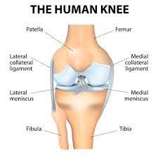 A ligament is a type of connective tissue that links two or more bones together at a joint. Knee Anatomy Knee Pain Van Nuys Thousand Oaks Los Angeles Ca