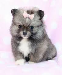 Our puppies are raised in our own home and treated as once you apply, teacuppomeranianforsale will get back to you about availability, pricing and next steps. Teacup Pomeranian Husky Price
