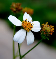 Image result for Bidens pilosa