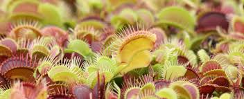 Famille, origine, utilisation de la dionée. Dionaea Muscipula Presentation Et Explications Eden Carnivore