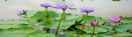 Jun 02, 2021 · look out for seasonal items too: Blue Lotus Water Garden Price Cafe Melbourne Victoria