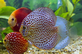 Classic Leopard Discus In My Planted Aquarium Discus Fish Freshwater Aquarium Aquarium Fish