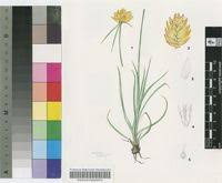 Image result for Cyperus obtusiflorus