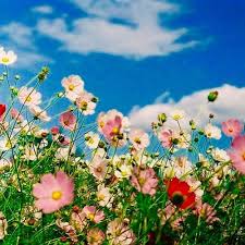 Perfect Tyler The Creator And Kali Uchis By Woopdi Free Listening On Soundcloud Tyler The Creator Kali Uchis Flowers