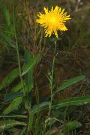 Image result for Sonchus friesii