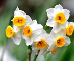 We did not find results for: A Winter Guide To North Carolina Blooms Our State