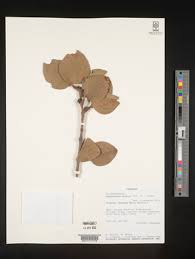 Image result for Cassipourea congoensis