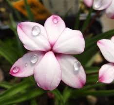 Image result for Hypoxidaceae