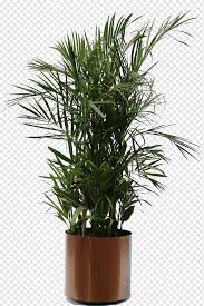 Houseplant palms are perfect for adding a bold, tropical touch to your home. Green Sago Palm Plant Weeping Fig Houseplant Guiana Chestnut Plants Palm Tree Interior Design Services Garden Png Pngwing