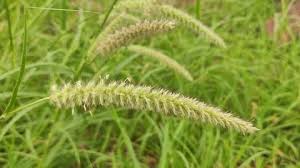 Image result for Cenchrus geniculatus