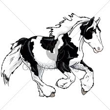 Gypsy Vanner Pibald Running Gl Stock Images On mobile, switch to desktop view for sortable columns! gypsy vanner pibald running gl stock