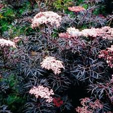 Schwarzer Holunder Wertvolle Bluten Und Fruchte Fur Den Garten Garten Pflanzen Pflanzen Pflanzen Schatten