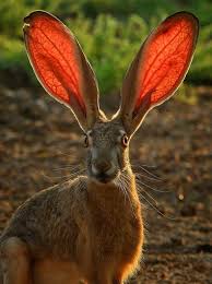 Az365 Arizona Life 2015 Animals Animals Beautiful Unusual Animals