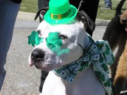 Happy Saint St Patricks Day Dog So Cute 3 3 3 Stpatricksdaycostume Pet Holiday Irish Dog Happy Animals
