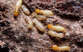 Okc pest control offers the most comprehensive pest control services in tulsa ok. Bug Bros Pest Control Blog Pest Pressures In The Tulsa Ok Area