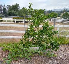 California summer fruit fresh thompson seedless grapes off the vine today and fresh nectarines sliced with whole milk. How Much To Water A Fruit Tree In Southern California Roughly Greg Alder S Yard Posts Southern California Food Gardening