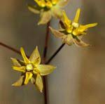 Image result for Asclepias adscendens