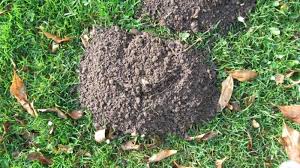 This will prevent moles from burrowing into your lawn or garden. Do I Have Voles How To Tell The Difference In Your Yard Critter Control Of The Triangle