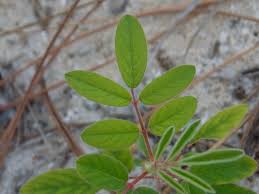 Image result for Indigofera hilaris