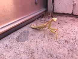 Northern praying mantis is a style of chinese martial arts, sometimes called shandong praying mantis after its province of origin. Maybe It S Because I Have Kids But Every Time I See A Praying Mantis I Think Of Kung Fu Panda Lol Anyways He Was But The Front Door Phoenix