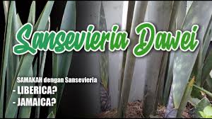 Image result for Sansevieria dawei