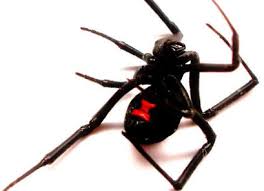 Die prince arutha, from his lofty perch, will find our troops without. Western Black Widow Untamed Science