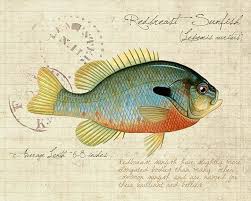 Pin By Oliver Roberts On Tree Party Fish Art Turtle Art Art