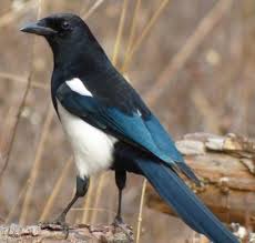 Elsternest Im Garten So Konnen Sie Effektiv Die Elster Vertreiben Vogel Als Haustiere Hubsche Vogel Elster