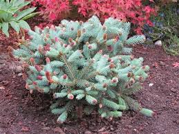 Picea engelmannii 'blue magoo' _ engelmann spruce _. Pin On Evergreen Shrubs