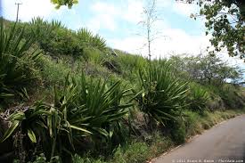 Image result for Agavaceae