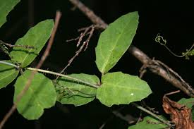 Image result for Cyphostemma subciliatum