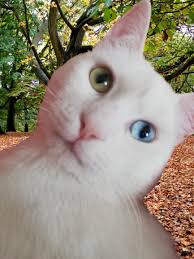 Van Kedisi 2020 Kedi Veterinerler