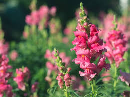 The experience of going to a new home can be stressful to the rabbit. Flowers That Rabbits Won T Eat