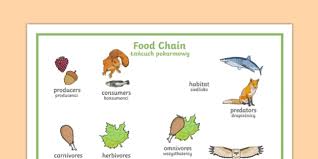 Food chains different habitats and ecosystems provide many possible food chains that make up a food web. Food Chain Word Mat With Images Polish Translation