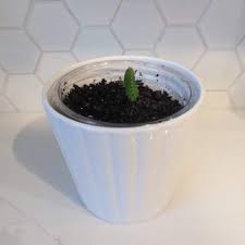 We did not find results for: Dragon Fruit Cactus Plantera