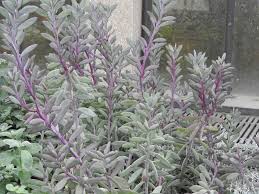 Succulent with purple flowers on long stems. Colorful Container Pot Also Available Live Succulent Sturdy Senecio Crassissimus Tall Upright Purple Edged And Rooted Plants Healthy Plants Home Living Vadel Com