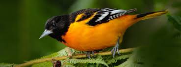 These two species sometimes breed together, creating a. 5 Simple Strategies That Attract Orioles 2021 Bird Watching Hq