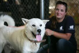 Both have provided services and companionship to humans for many centuries. This South Korean Is Spearheading A Campaign To Help End The Dog Meat Trade Here S Her