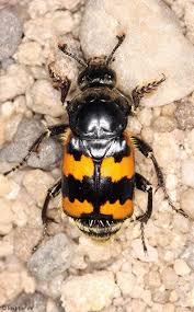 All Black Bug That Looks Like A Wasp Necrophorus Vespillo Insectos Entomologia Fotos