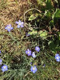 Pin On Mygardenanswers