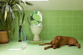 Borax powder it is very effective in removing toilet stains. How To Get Rid Of Bad Odours From Toilet House Cleaning And Part Time Maid Services