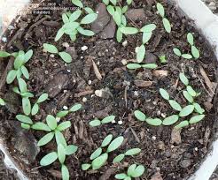 Pin On Seedlings