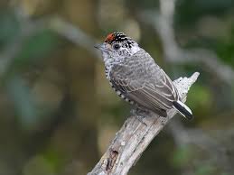 Image result for Pycreus permutatus